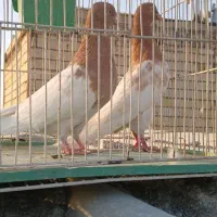 دوتا کله زرد نر|پرنده|مشهد, کوی دروی|دیوار
