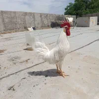 خروس