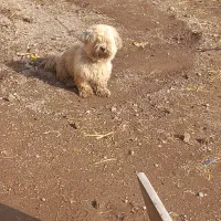 ۵قلاده سگ پاکوتاه پشمالو باهوش|سگ|قزوین, |دیوار