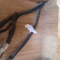 برزیلی نر کیفیت عالی