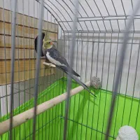 یک جفت عروس هلندی مولد|پرنده|محمدشهر, محمدشهر|دیوار