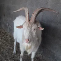 فروش نربزسانن