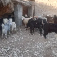 ۳۲راس کهره نر سبک|حیوانات مزرعه|فراشبند, |دیوار