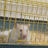 همستر کوچولو با قفس