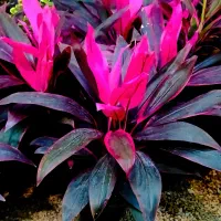 فروش گل‌های آپارتمانی و بنسای و خدمات صفر تا صدشان