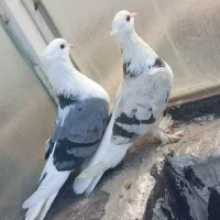 کبوتر پشت سبز و پشت زرد پیازی چونه سفید