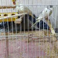 سلام|پرنده|مشهد, چهنو|دیوار