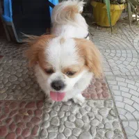 گم شدن سگ پا کوتاه.جایزه ۵ میلیون|حیوانات|نکا, |دیوار