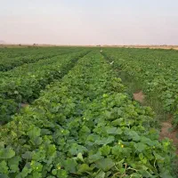 اجاره-زمین-کشاورزی