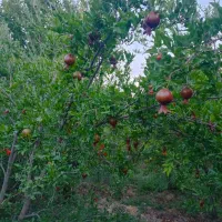 فروش-باغ-در-روستای-محموداباد