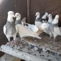 کبوتر|پرنده|کبودرآهنگ, |دیوار