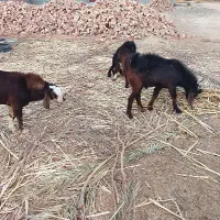 گوسفند نر فروشی|حیوانات مزرعه|ایرانشهر, |دیوار