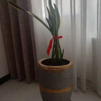 گل سانسوریا