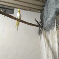 عروس هلندی کاملا سالم و خانگی|پرنده|مبارکه, |دیوار