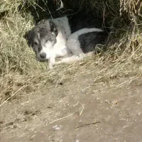 سگ معمولی|سگ|سیلوانه, |دیوار