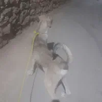سگ پژدر سگ سراب