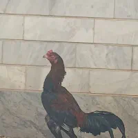 لاری اصیل