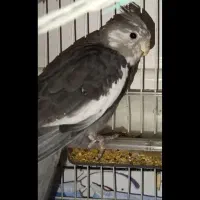 عروس هلندی گمشده|حیوانات|ایرانشهر, |دیوار