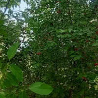 باغ-در-روستای-دولت-آباد