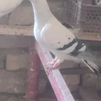 کفتر گمشده