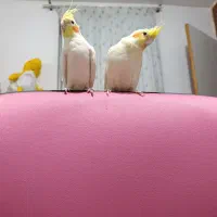 عروس هلندی لاترینو|پرنده|سمنان, |دیوار