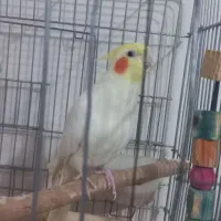 عروس هلندی خوش صدا نر و ماده با قفس