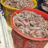 میگوسایز70دریایی