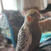 2 جفت عروس هلندی تظمینی|پرنده|مبارکه, |دیوار