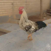 مرغ و‌خروس