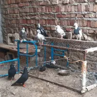 کبوتر