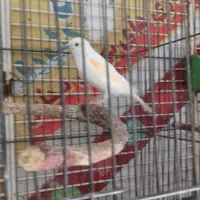 قناری مزایکی ماده