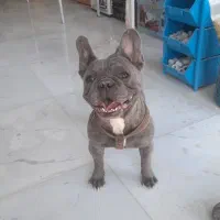 فرنچ بولداگ