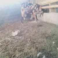 یک جفت نر بز خیلی عالی معاوضه با گوسفند هم داریم|حیوانات مزرعه|گنبد کاووس, |دیوار