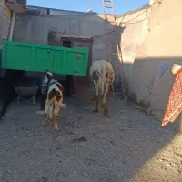 گاو شیری|حیوانات مزرعه|هشترود, |دیوار