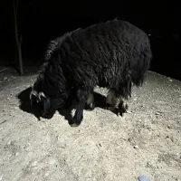 بره قوچ|حیوانات مزرعه|شیراز, گویم|دیوار