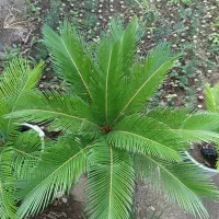 فروش سیکاس و یوکا