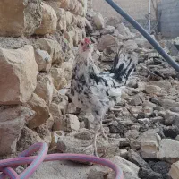 خروس گلین چهلتاج طوسی