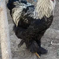 نیمچه برهما خروس برهما