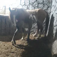مادیون و کره