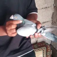 کبوتر مسافتی