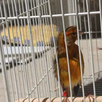 قناری نر سوخته سرخ