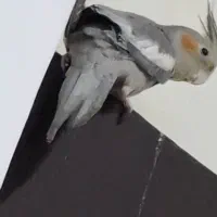 عروس هلندی ماده|پرنده|بندرعباس, |دیوار