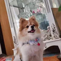 واگذاری پامر