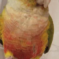 آناناسی گرینچیک رام و دستی