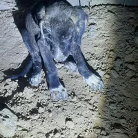 درخواست کمک برای دو سه تا سگ سرما خورده بی پناه