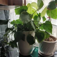 گل طبیعی با گلدان بزرگ