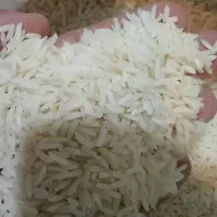 فروش دو تن برنج محلی درجه یک با ضمانت پخت۲۶۰|خوردنی و آشامیدنی|بروجرد, |دیوار