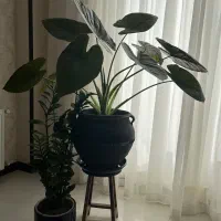 گل بابا آدم|گل و گیاه طبیعی|شاهین‌شهر, عطار|دیوار