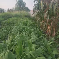 فروش نهال پالم واشینگتنی  باکیفیت