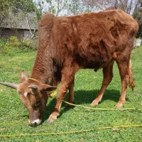 ورزاکوله چالوسی